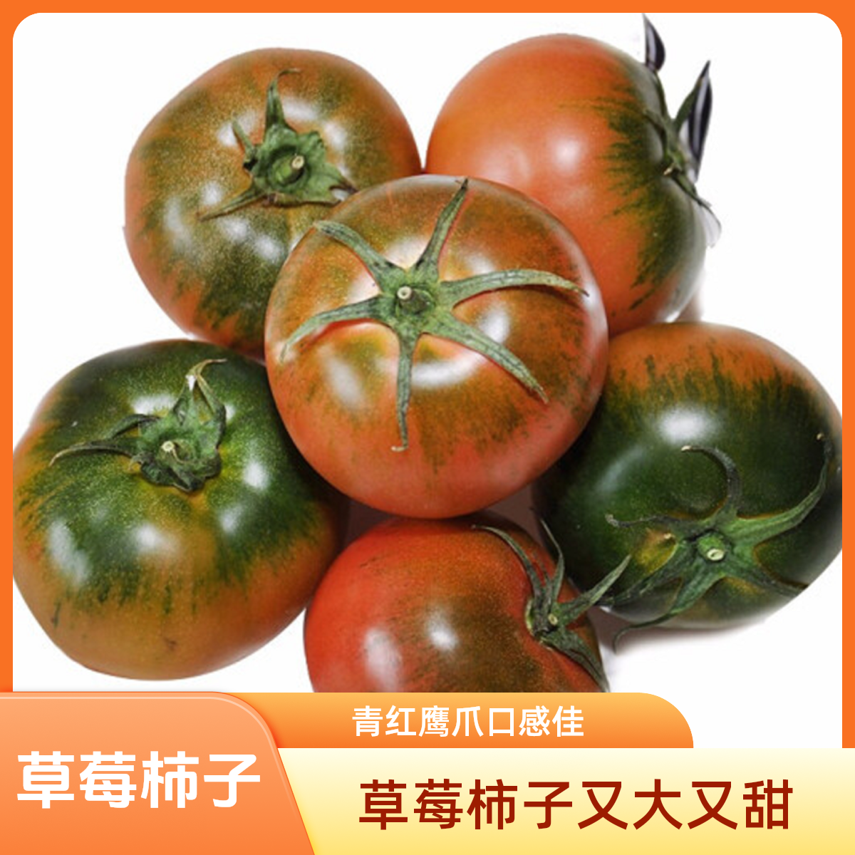 青红碱地鹰爪柿子番茄.500g鹰爪柿子辽宁省