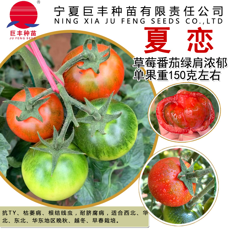 夏恋红草莓番茄 铁皮番茄 糖度10个以上 抗病毒 果型好 绿肩浓郁