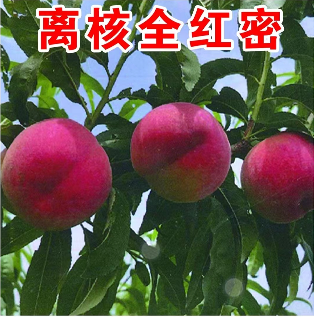 离核全红蜜一年生种子