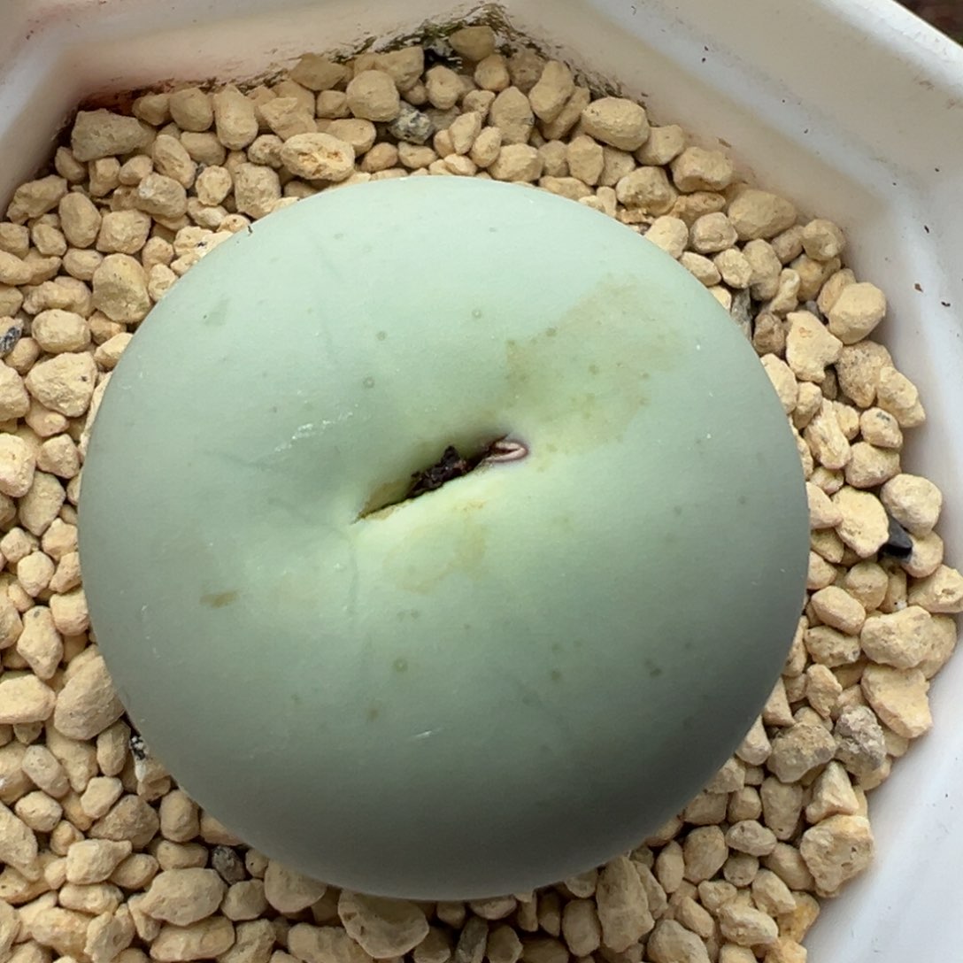 多肉植物128鸽子蛋3.1