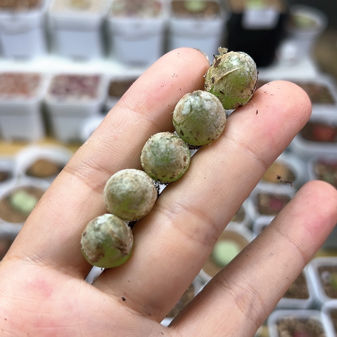 多肉植物实付满9.9包邮129