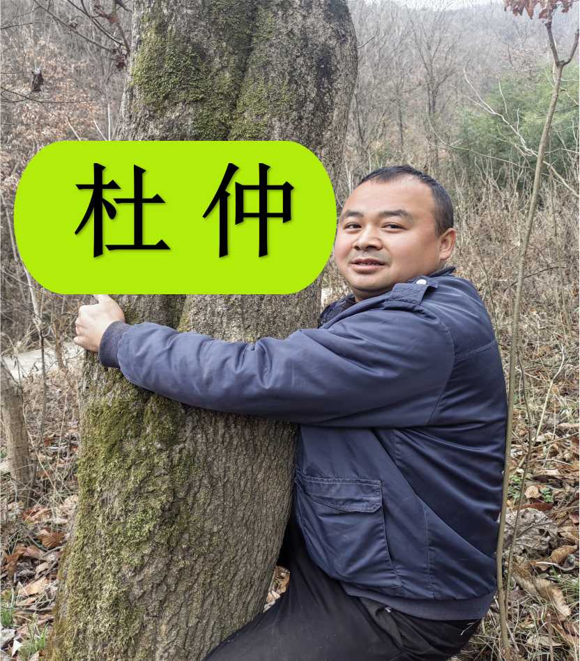 杜仲  多年生 未去粗皮的 