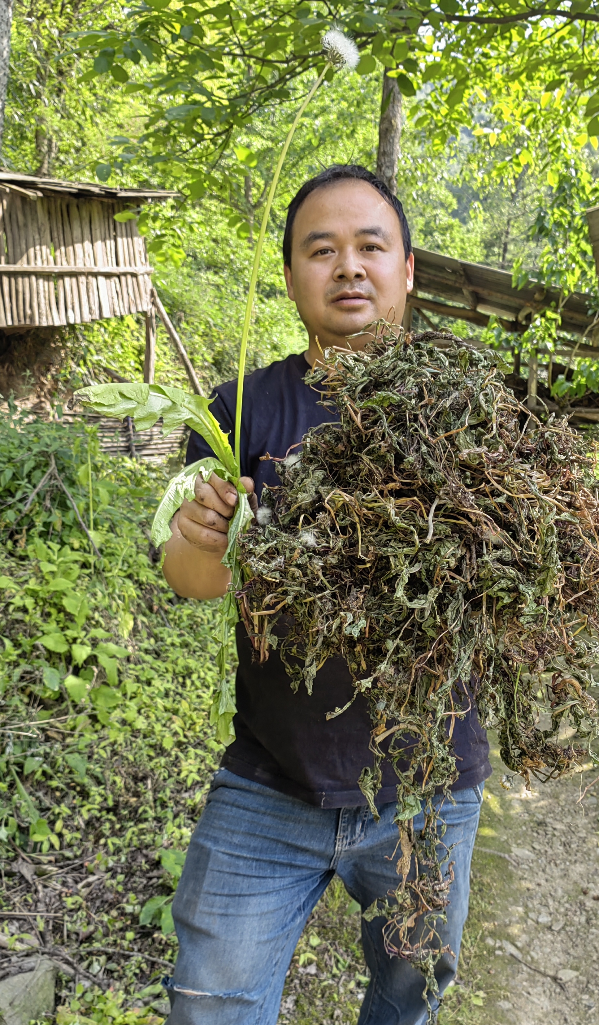 蒲公Y  蒲公英，不是种植的，刚刚晒干的，