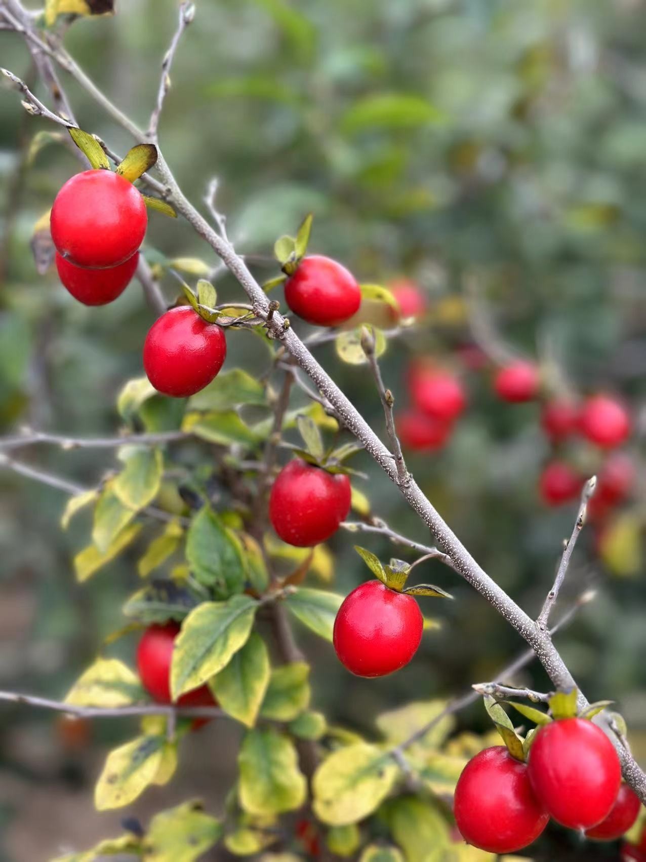 范家老鸦柿主打原生根苗少量出售中
