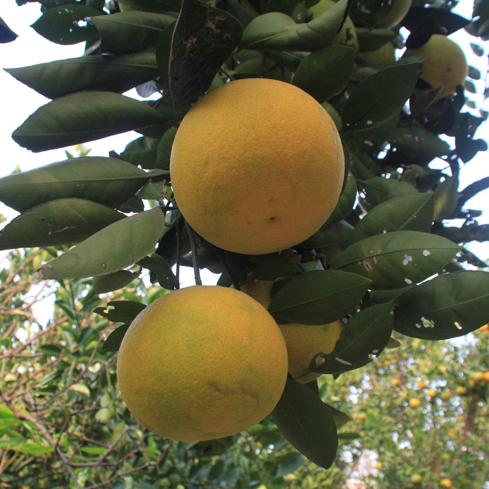 地杰【地杰优选】葡萄柚蜜柚园艺高端盆栽庭院阳台推荐包邮