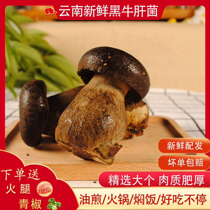 新鲜黑牛肝菌 食用蘑菇云南特产农产品山珍美味菌子顺丰冷链300g