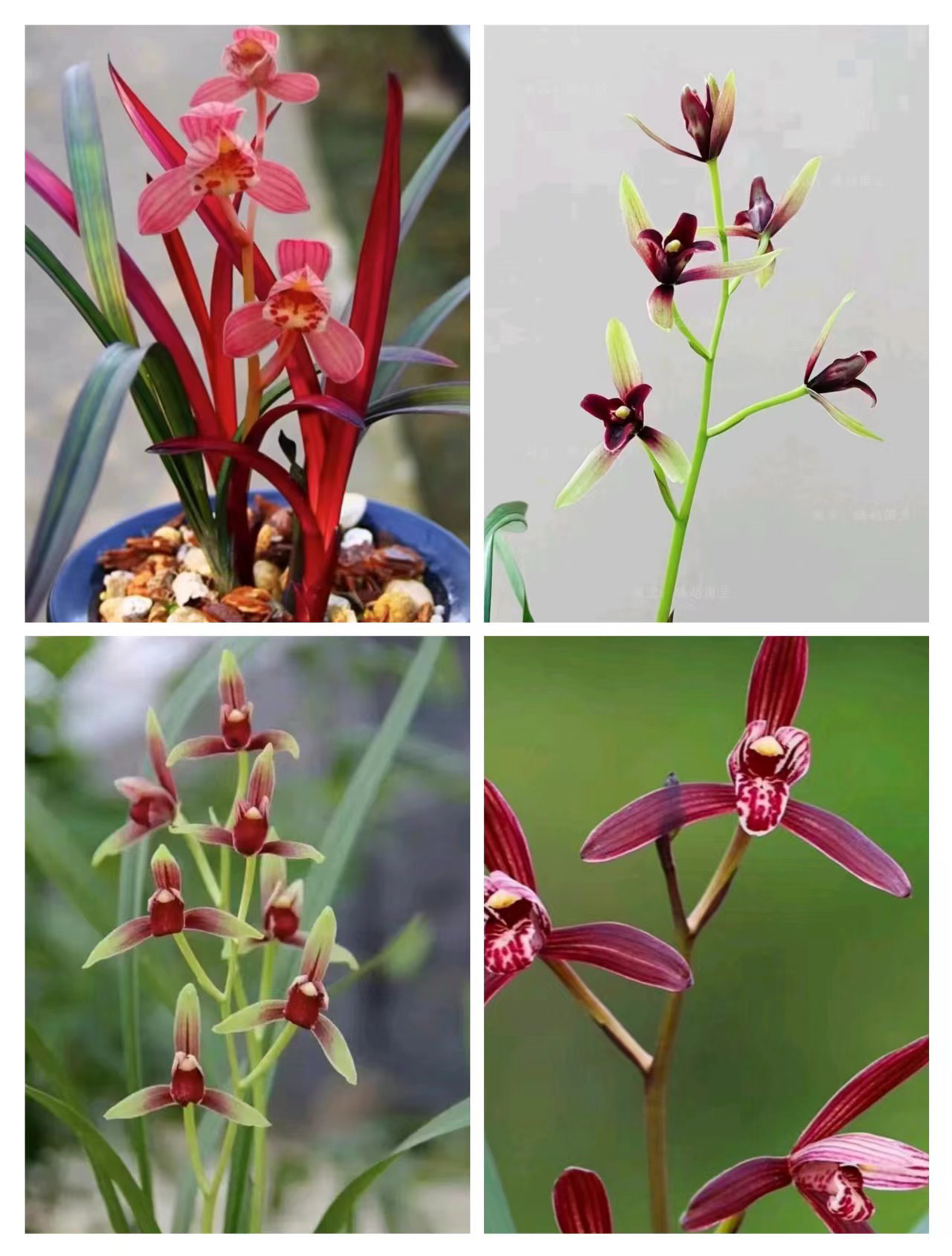 兰花直播间一物一拍（请勿乱拍）