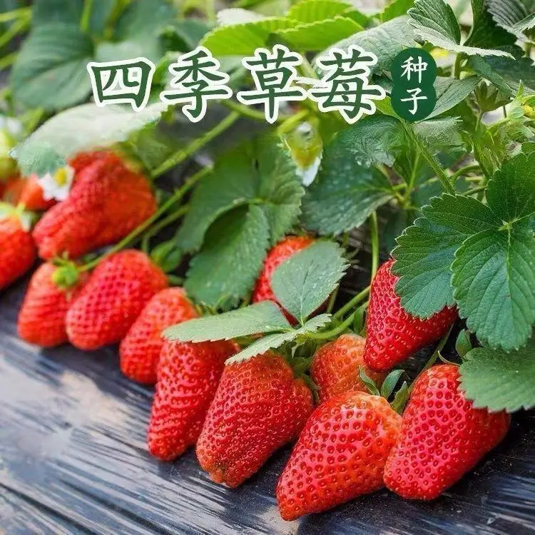 草莓种子四季播种草莓奶油草莓盆栽草莓种子盆栽庭院水果四季高产