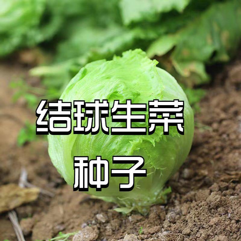 结球生菜甜脆汉堡脆嫩爽口生吃生菜种籽盆栽四季农家蔬菜生菜种子