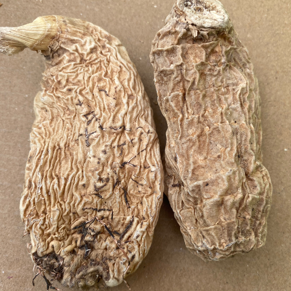 甘孜州正宗高原干天麻 中大个（不切片） 130g