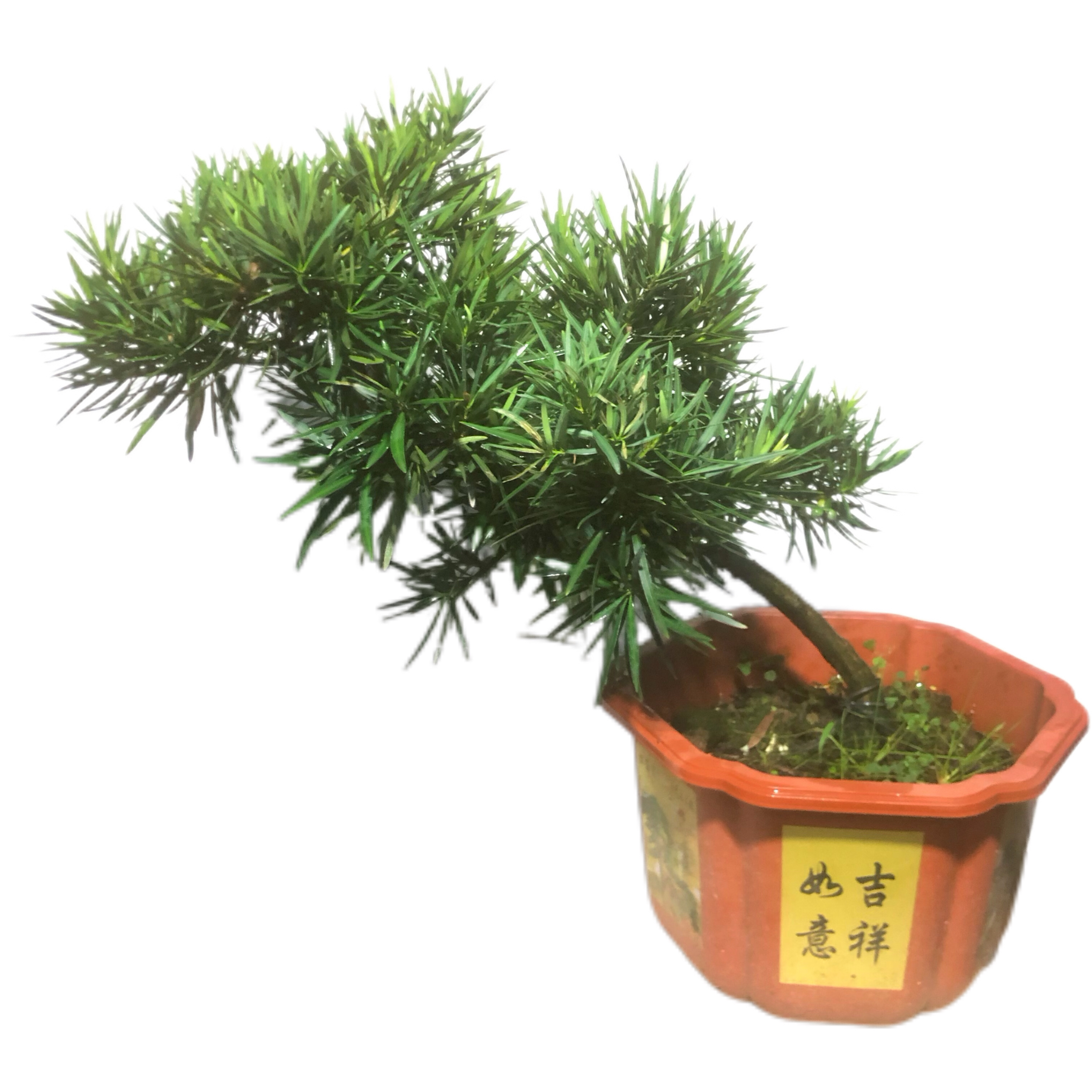 飘左飘右淋水弍悬崕式室内罗汉松栀子花盆栽适合阳台庭院四季常青