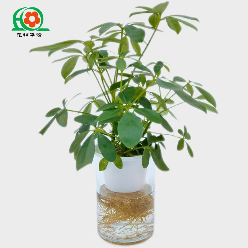 花神华清鸭脚木水培花卉水养艾草绿植盆栽茶室植物卫生干净好养