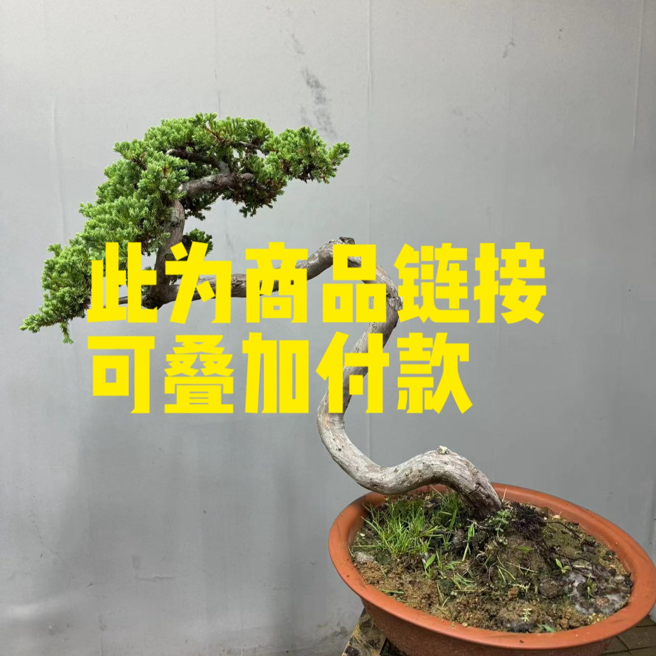 松，柏，黄杨各种杂木盆景