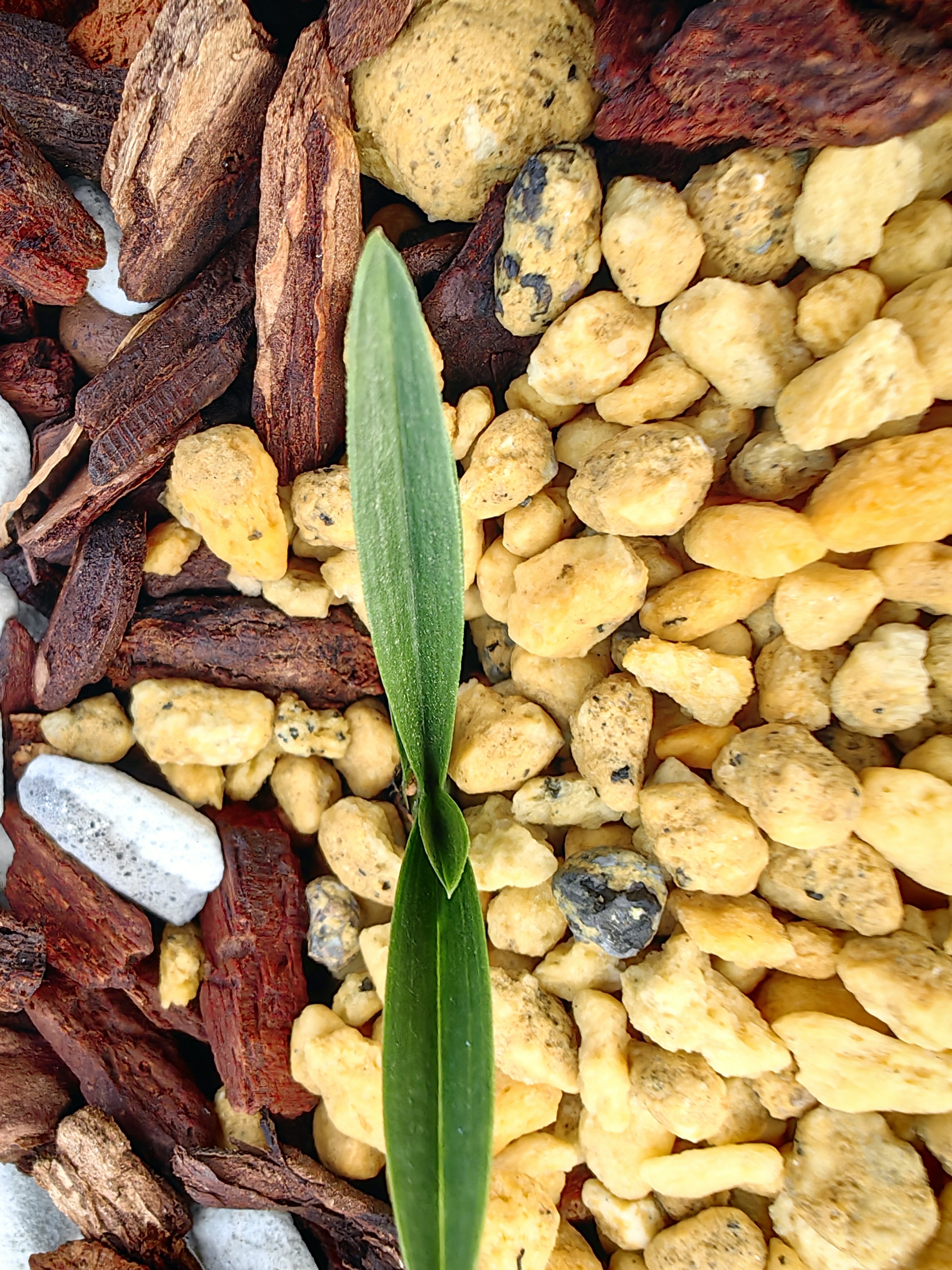 一手资源春兰慧兰艺草叶型草