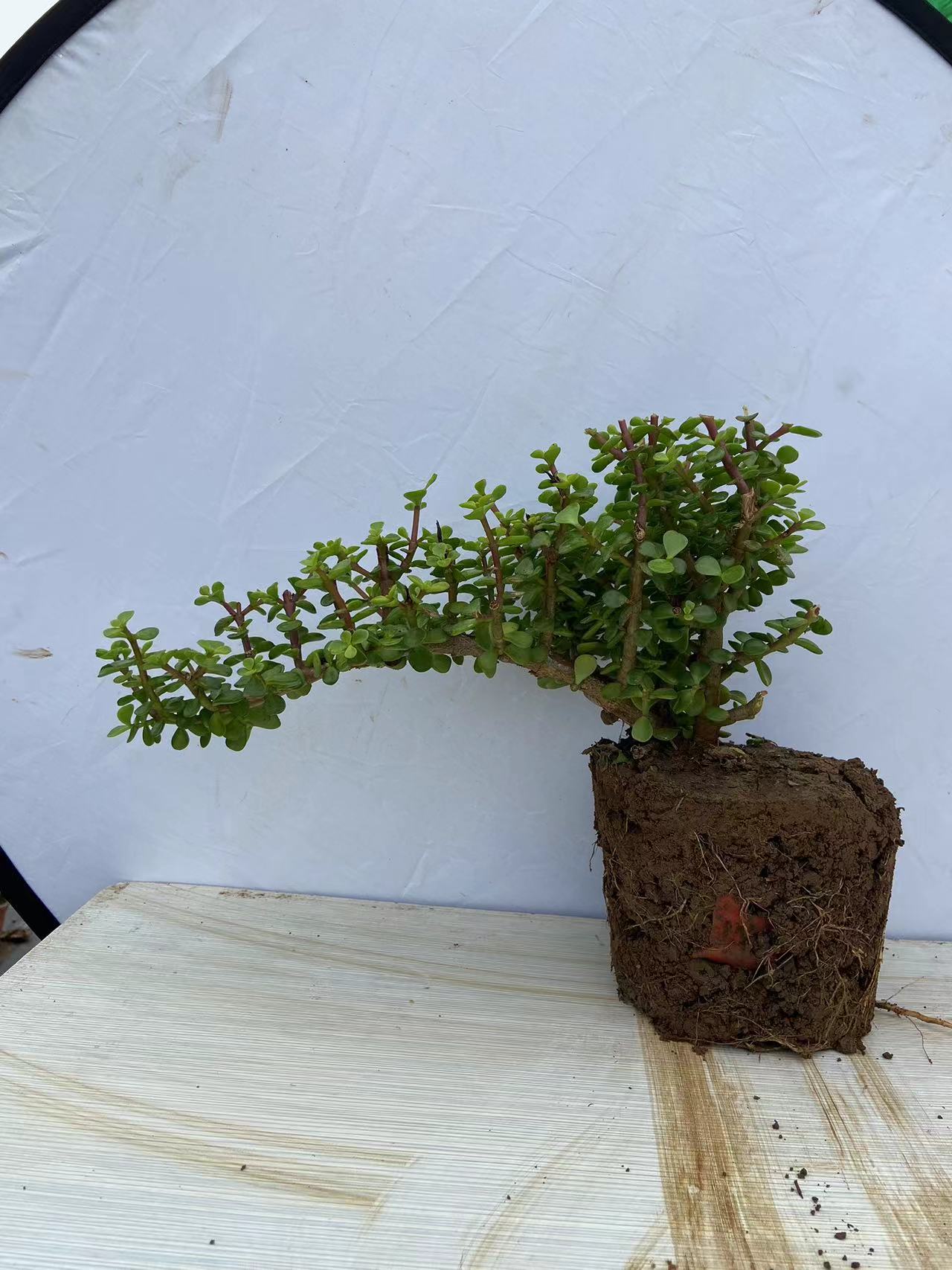 金枝玉叶2.5年苗独干悬崖状