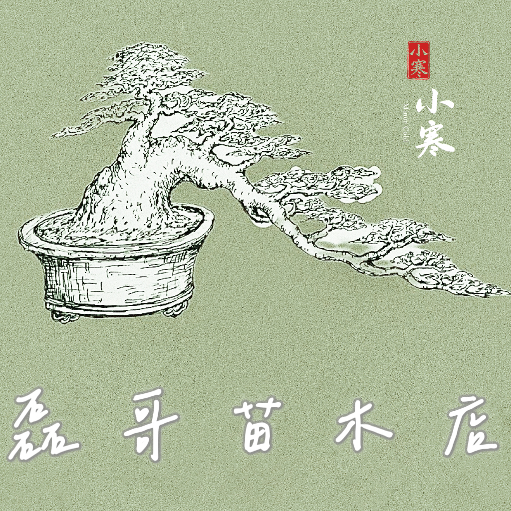 金弹子（瓶兰花、乌柿子）