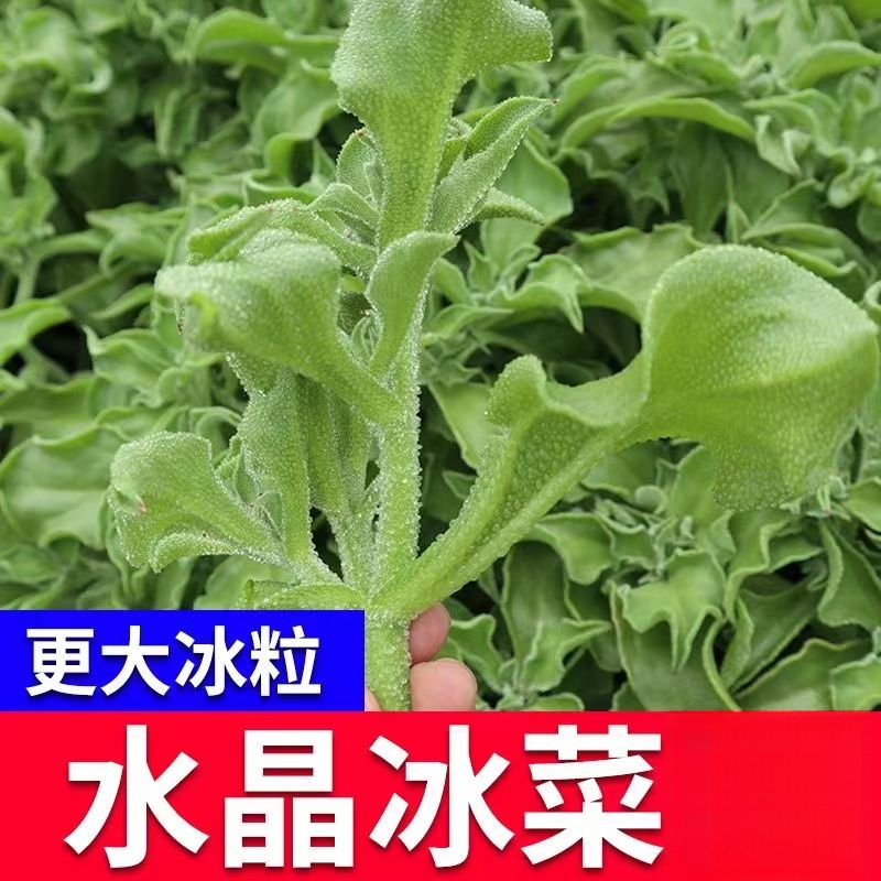 水晶冰菜大苗秧带土球冰草种子四季播种阳台苗冰菜苗种子