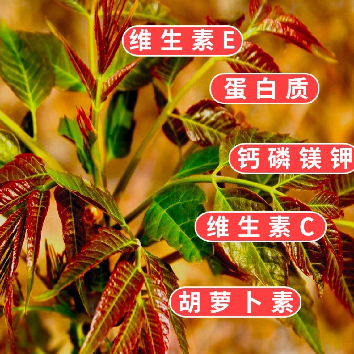 红油香椿树苗，食用香椿苗南方北方能种耐高温耐严寒