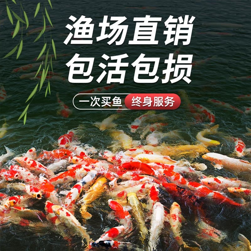 火鲤铁包金黄蝴蝶红鹦鹉熊猫玛雅冷水鱼随机混搭发货