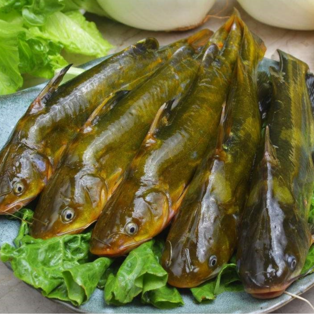 黄骨鱼（约350g±0.2，不杀请备注）