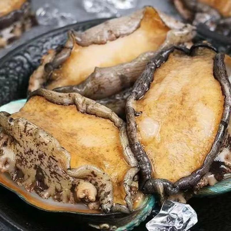 【特大号】鲜活大鲍鱼新鲜冷冻个大鲜活海捕超大野生非鲍鱼干活体