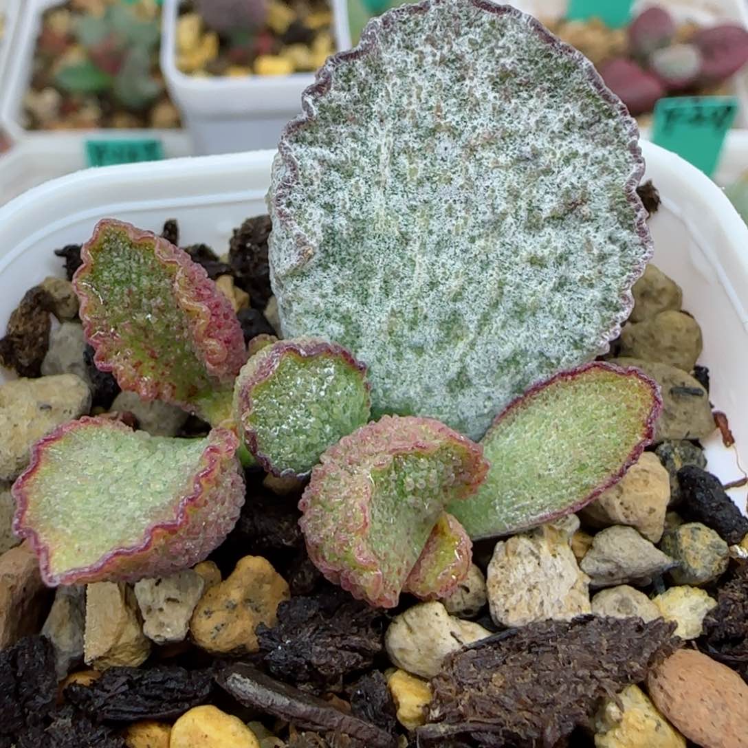 银妃双头叶插，带盆发货