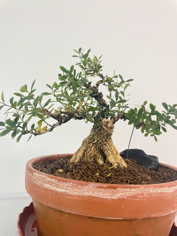 （直播间一物一拍）黄杨盆景造型素材.品种齐全