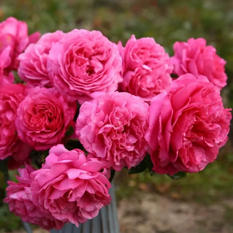 伊芙藤伯爵 藤本 四季勤花 大花抗病 浓香藤本月季 庭院小苗 重瓣