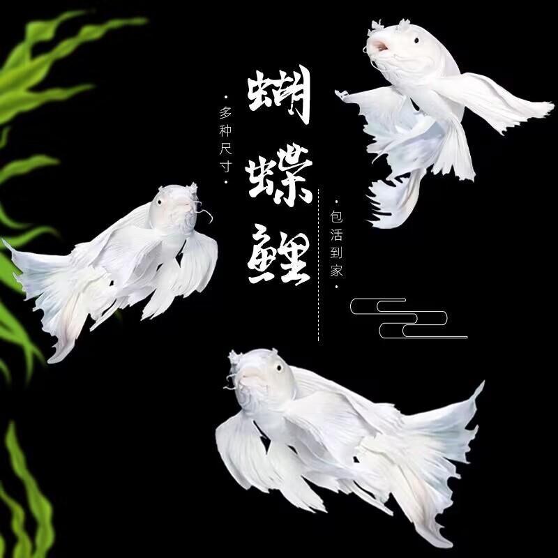 蝴蝶鲤观赏鱼活鱼大鳍长尾短身台湾纯种球体红色贵妃冷水锦鲤鱼苗