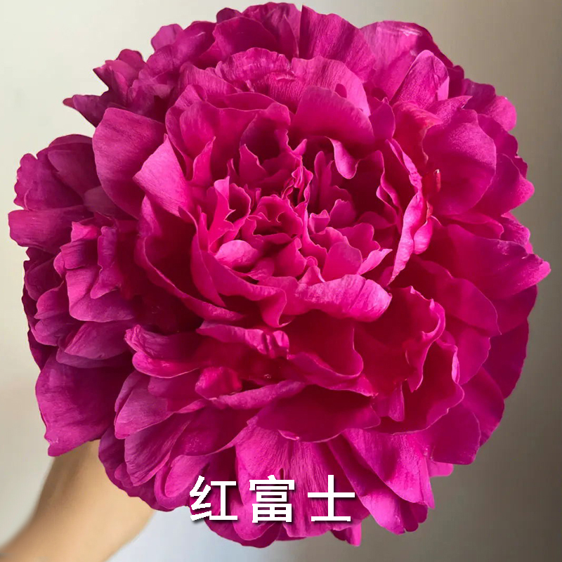 红富士芍药花苗荷兰红进口观赏重瓣大花红色系庭院花园盆栽花卉