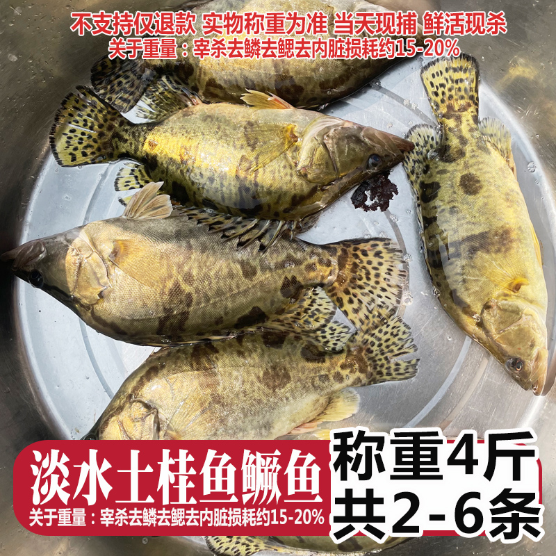 现称改价拍下，称重4斤装大小桂鱼鳜鱼共2-6条鲜活现称宰杀 有损耗