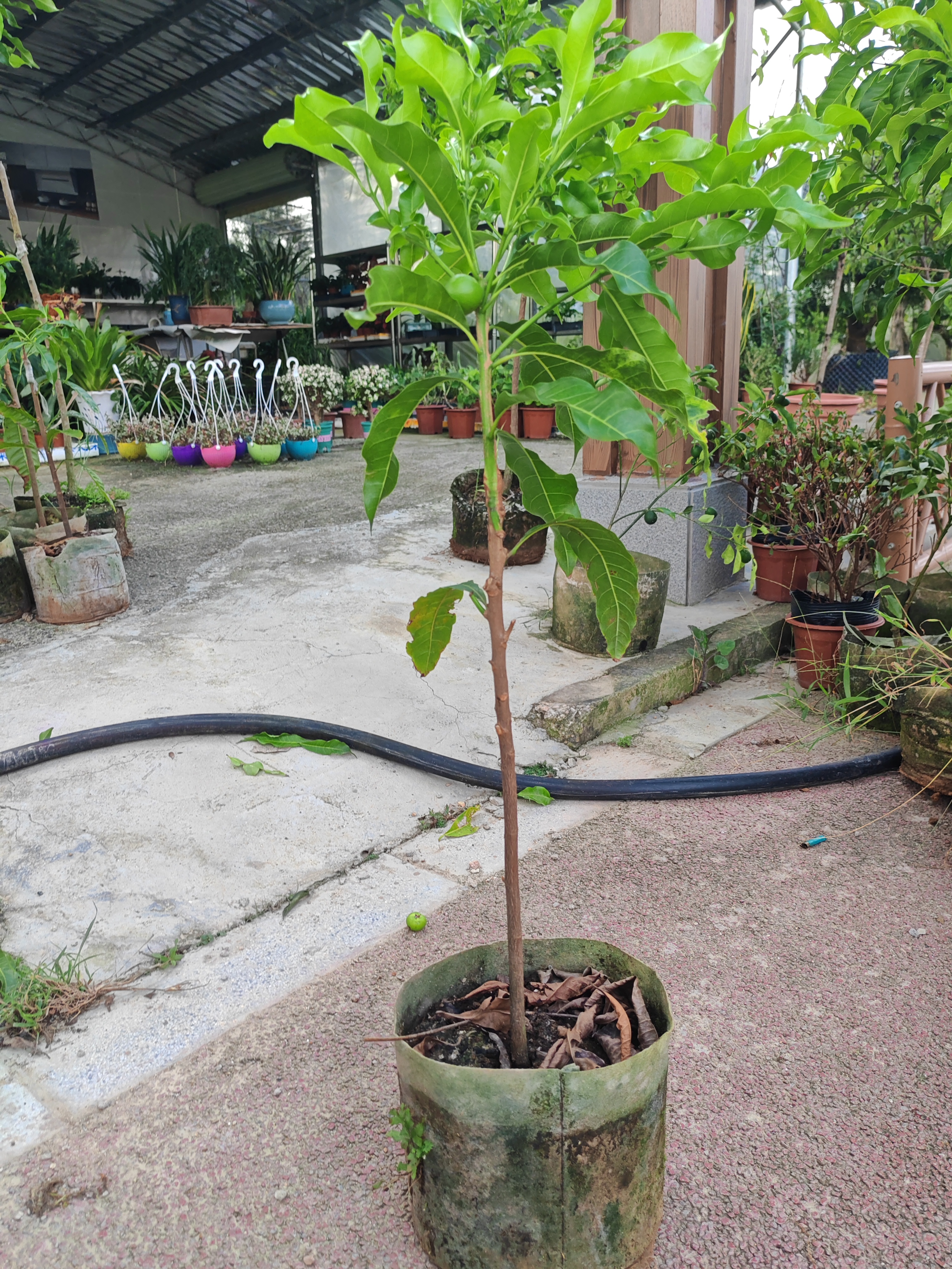 新品-冰糖-黄晶果树苗