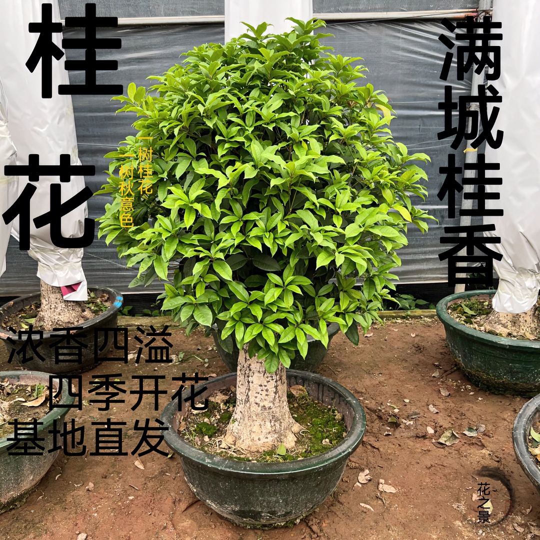 桂花盆栽 桂花树桩 阳台室内庭院 浓香型 北欧风格 棒棒糖糖款