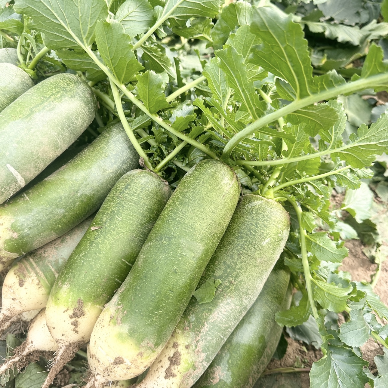 潍坊沙窝水果萝卜新鲜脆甜多汁可口现拔现发青萝卜自家天种植星