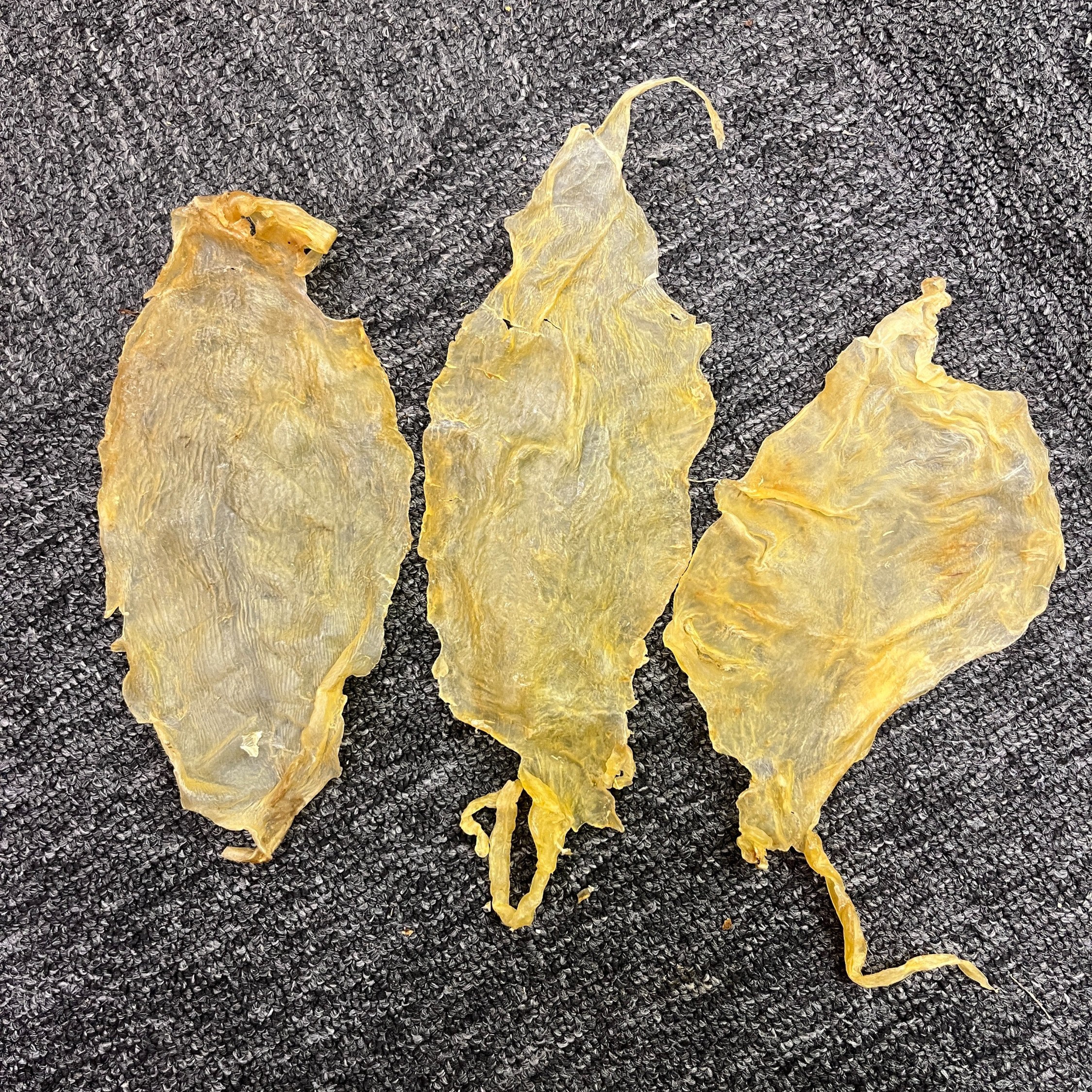 顺风斗湖公胶 胃胃胶 滋补煲汤