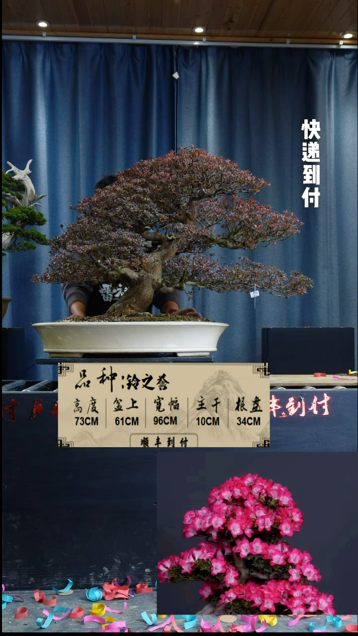 【闪购商品】1z340铃之誉杜鹃