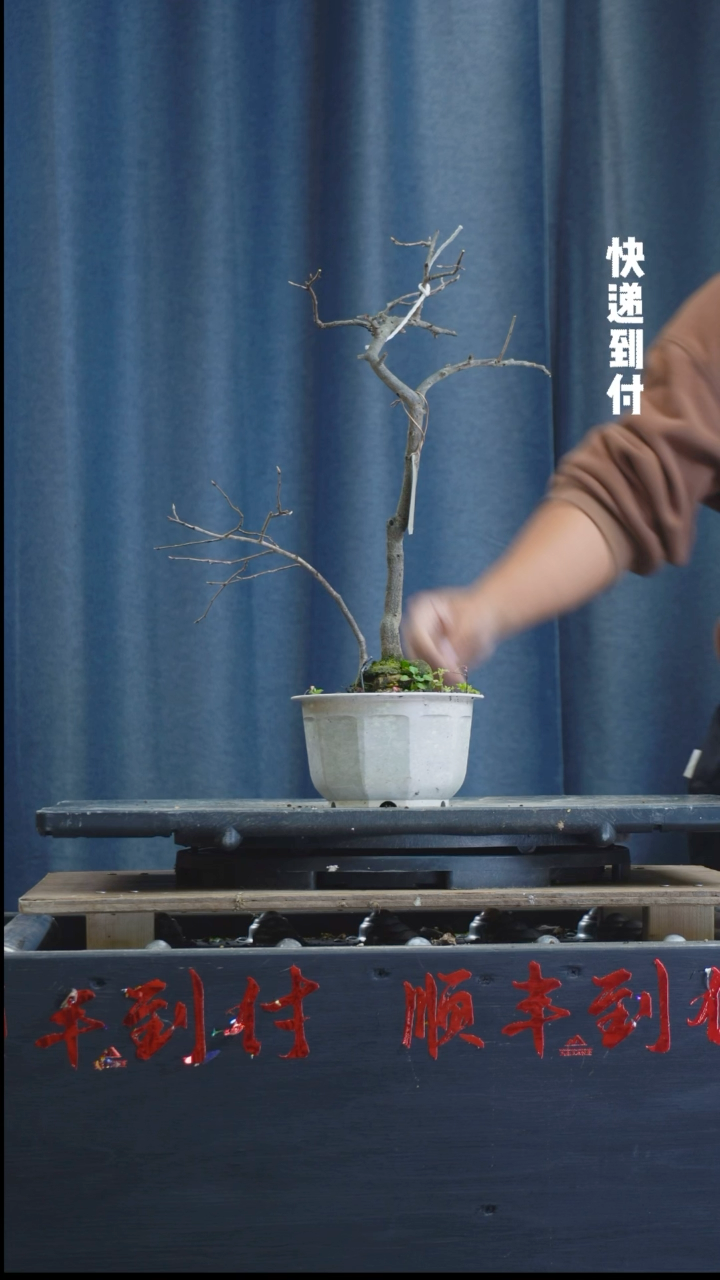 【闪购商品】1z075黄寿