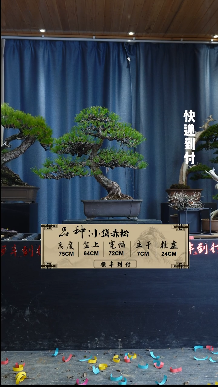 【闪购商品】1f382赤松 不包邮