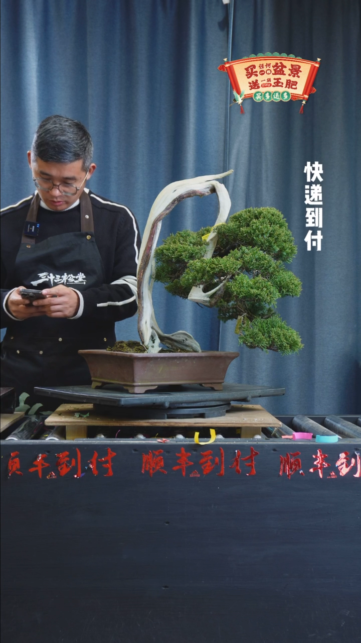 【闪购商品】1g953系鱼川真柏bubaoyou