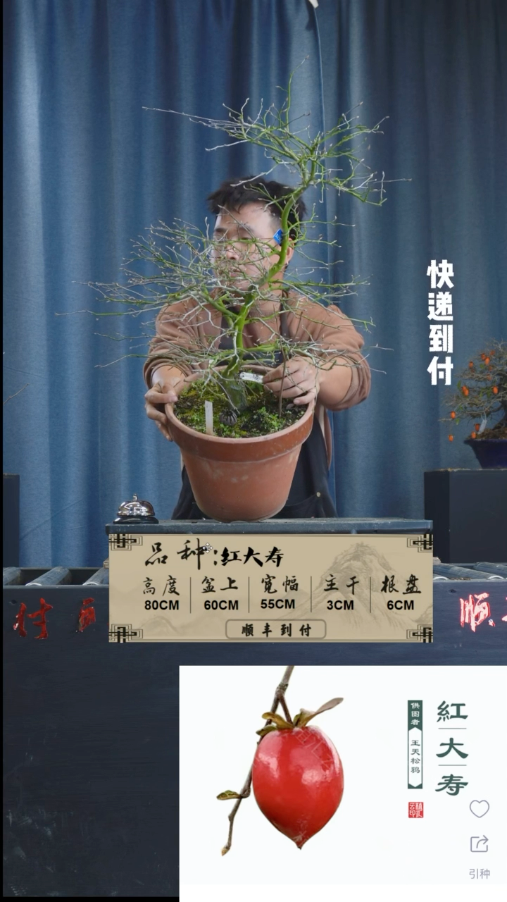 【闪购商品】1z099红大寿