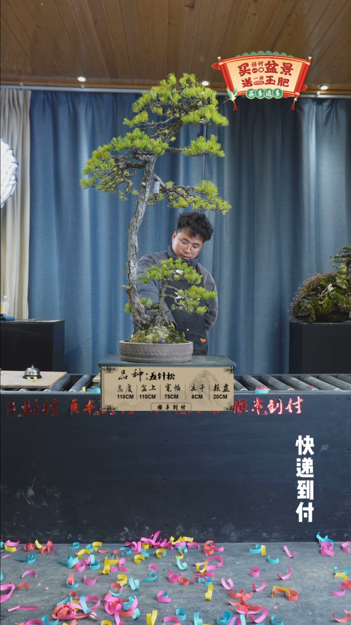 【闪购商品】1g957五针松bubaoyou