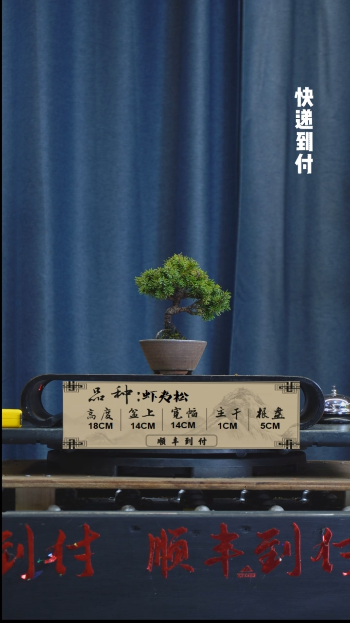 【闪购商品】1z396  虾夷松  不包邮