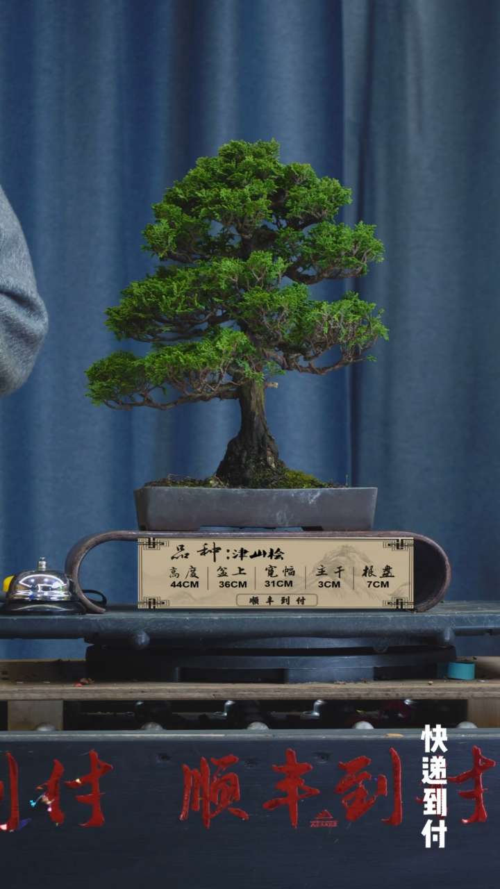 【闪购商品】1F938津山桧 盆景 不包邮