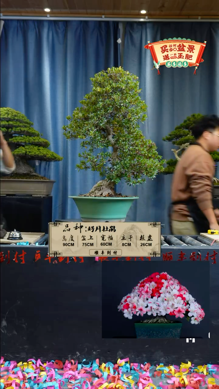【闪购商品】1g396好月杜鹃bubaoyou