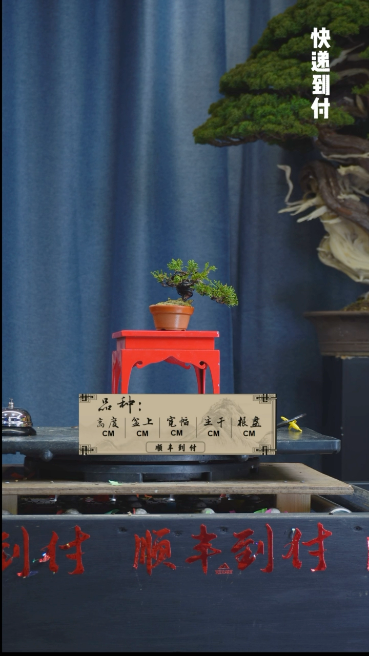 【闪购商品】1L167真柏bubaoyou
