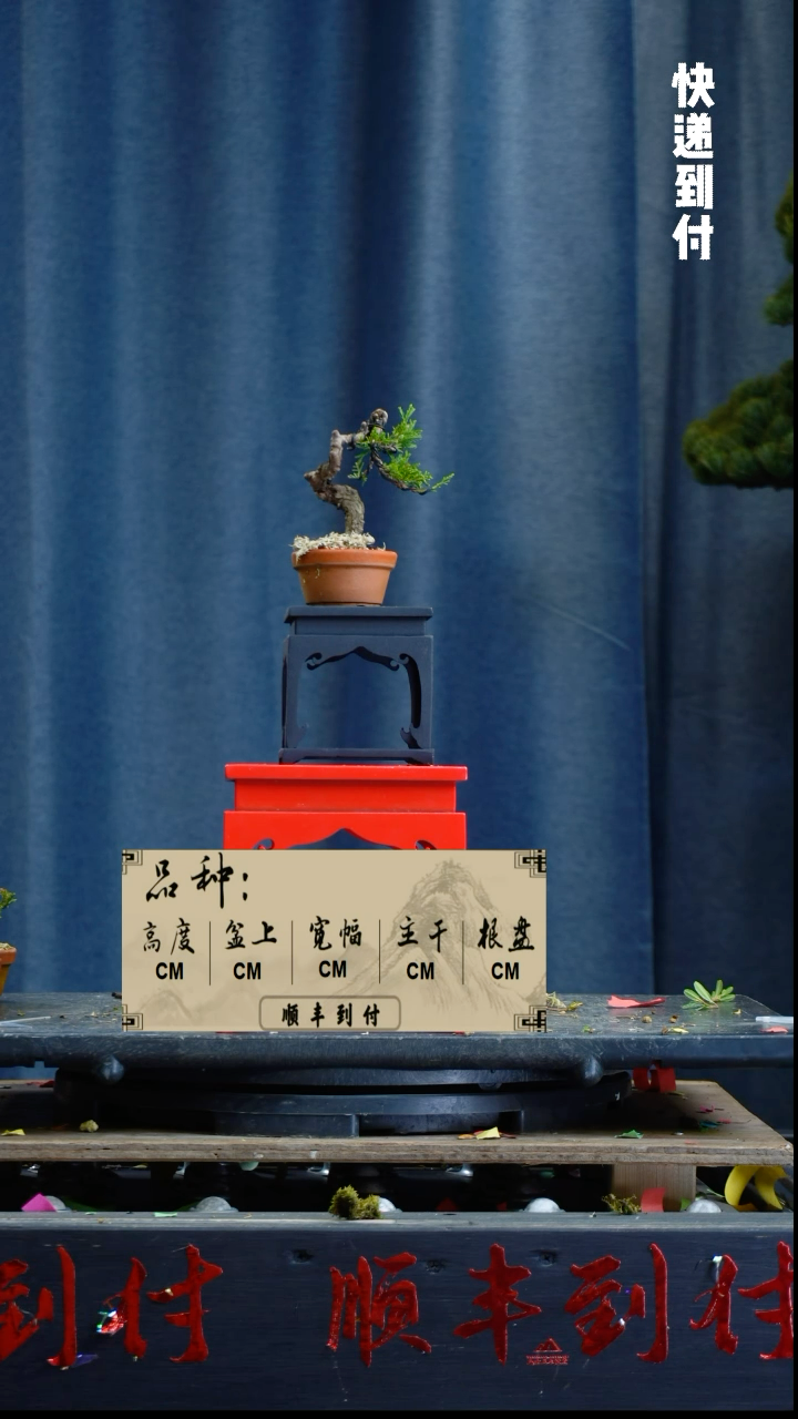 【闪购商品】1L247真柏bubaoyou