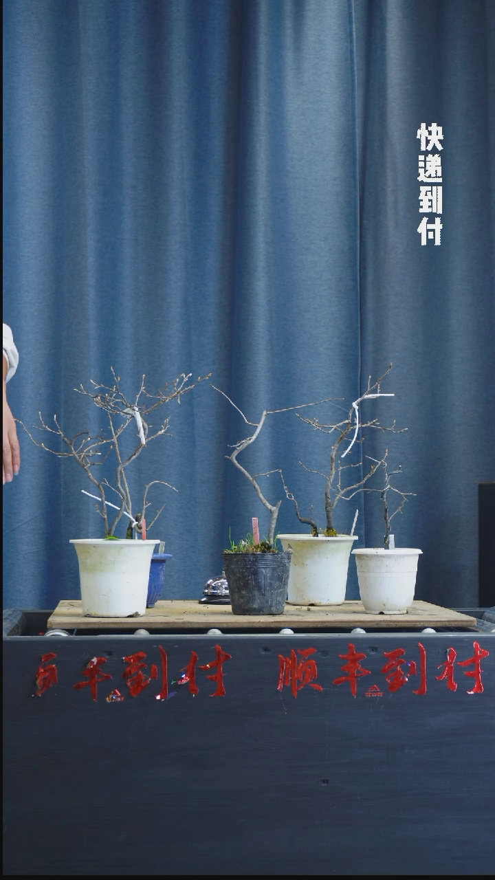 【闪购商品】1z005五颗老鸦bubaoyou