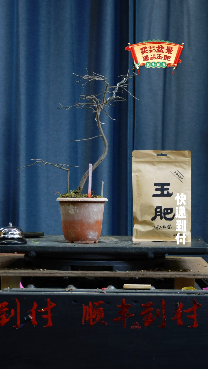 【闪购商品】1368红乙女老鸦