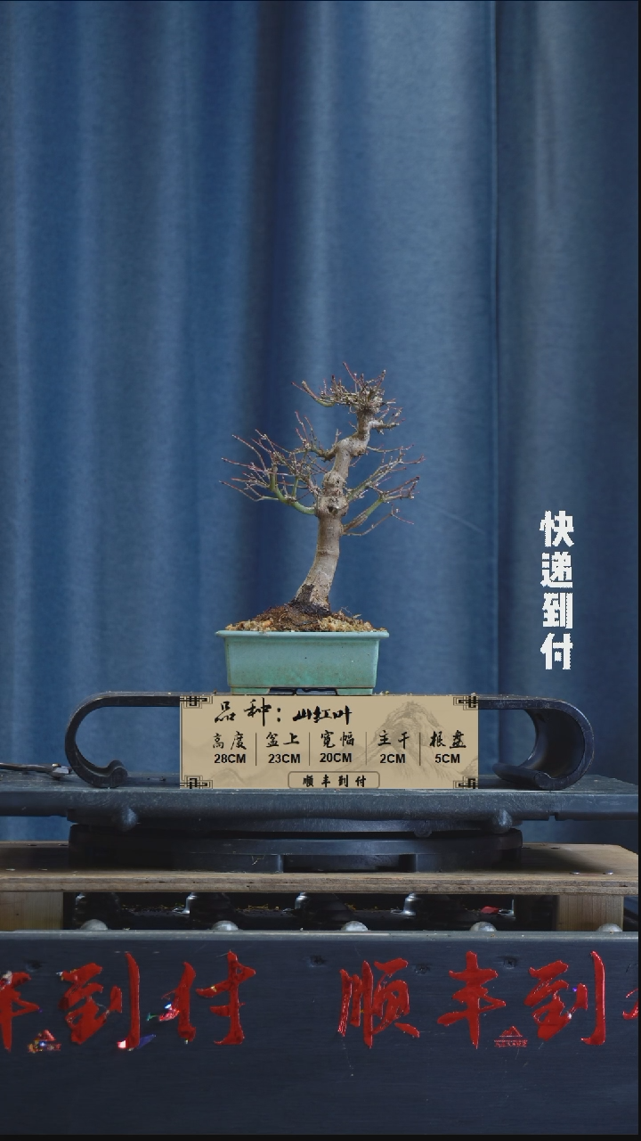 【闪购商品】1z250  山红叶  不包邮