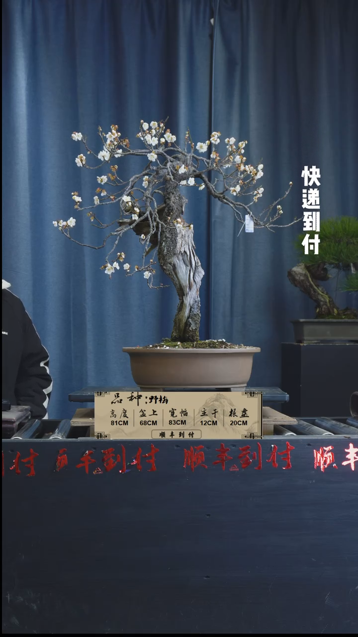 【闪购商品】1L076野梅 不包邮